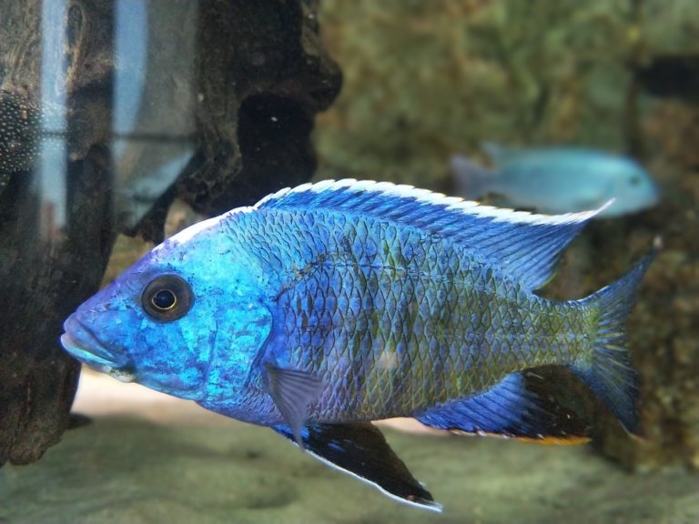 Aquarium – Pflege, Haltung, Reinigung und einrichten