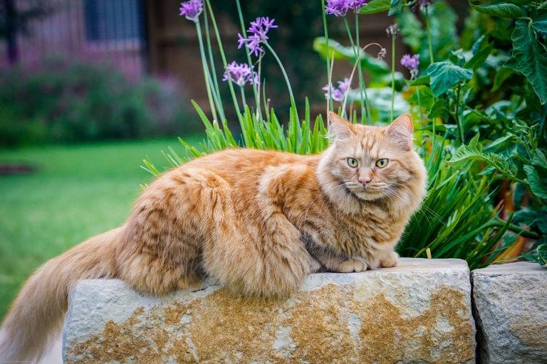 Katzenkot im Garten bekämpfen und Katzenhaufen vorbeugen